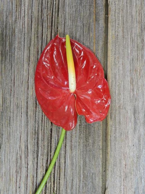 ANTHURIUM